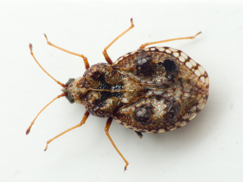 Dictyla rotundata (Herrich-Schäffer, 1835)